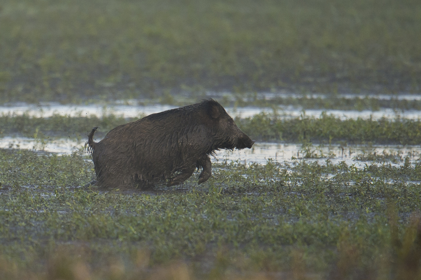 "Spring-" Wildschwein in Niedersachsen