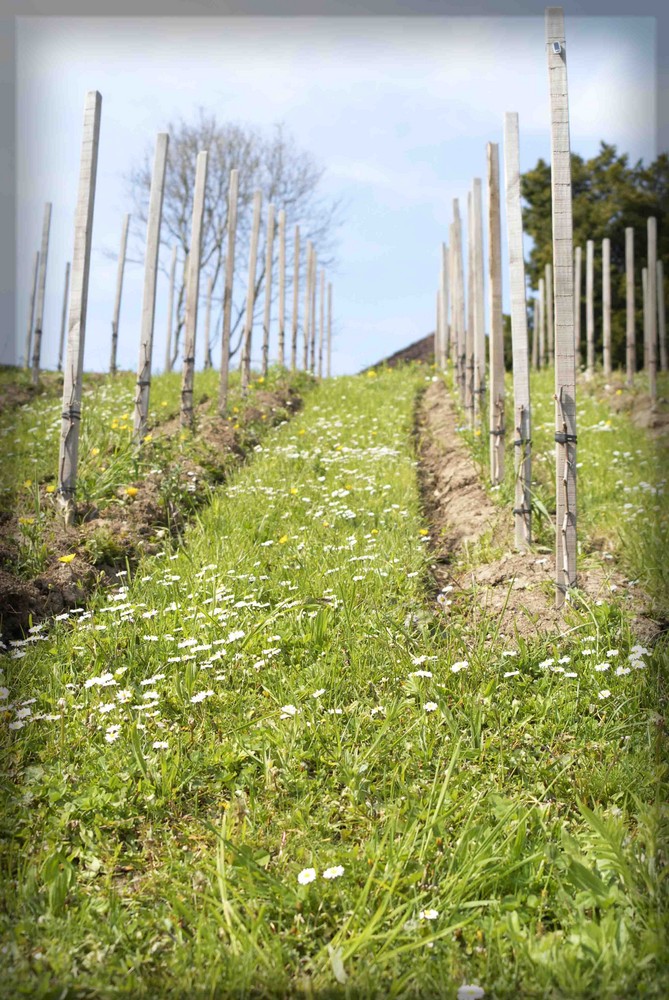 Spring-wine von Flavio Bizzozzero