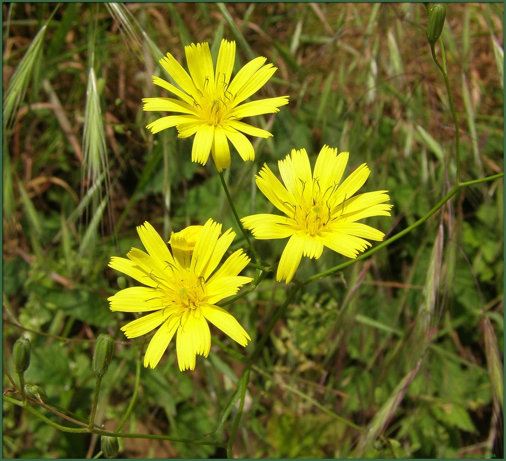 spring yellow