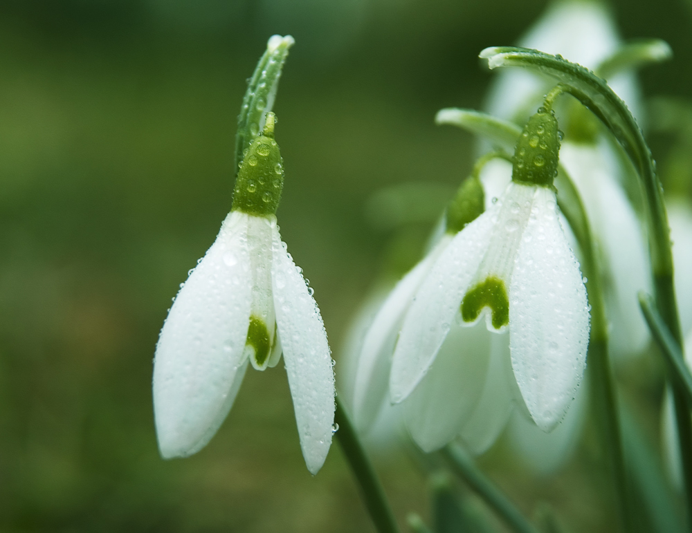 Springbells