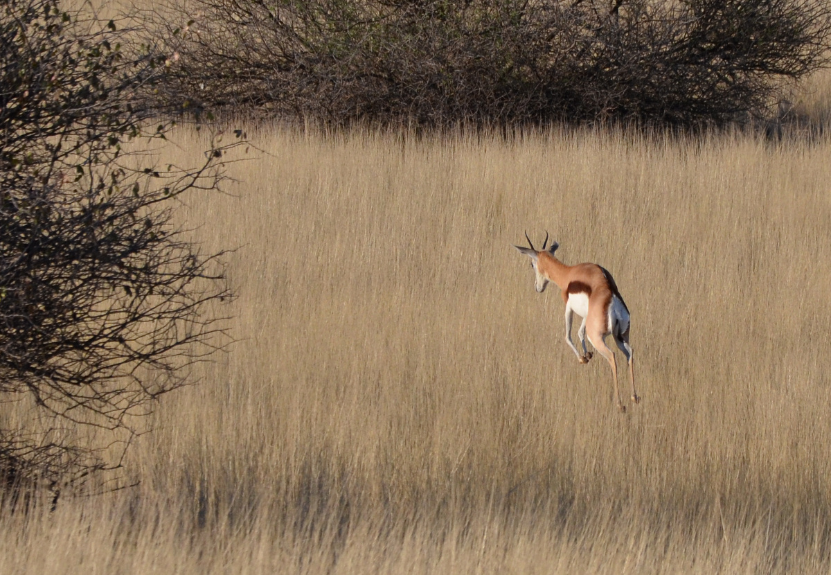 Springbock