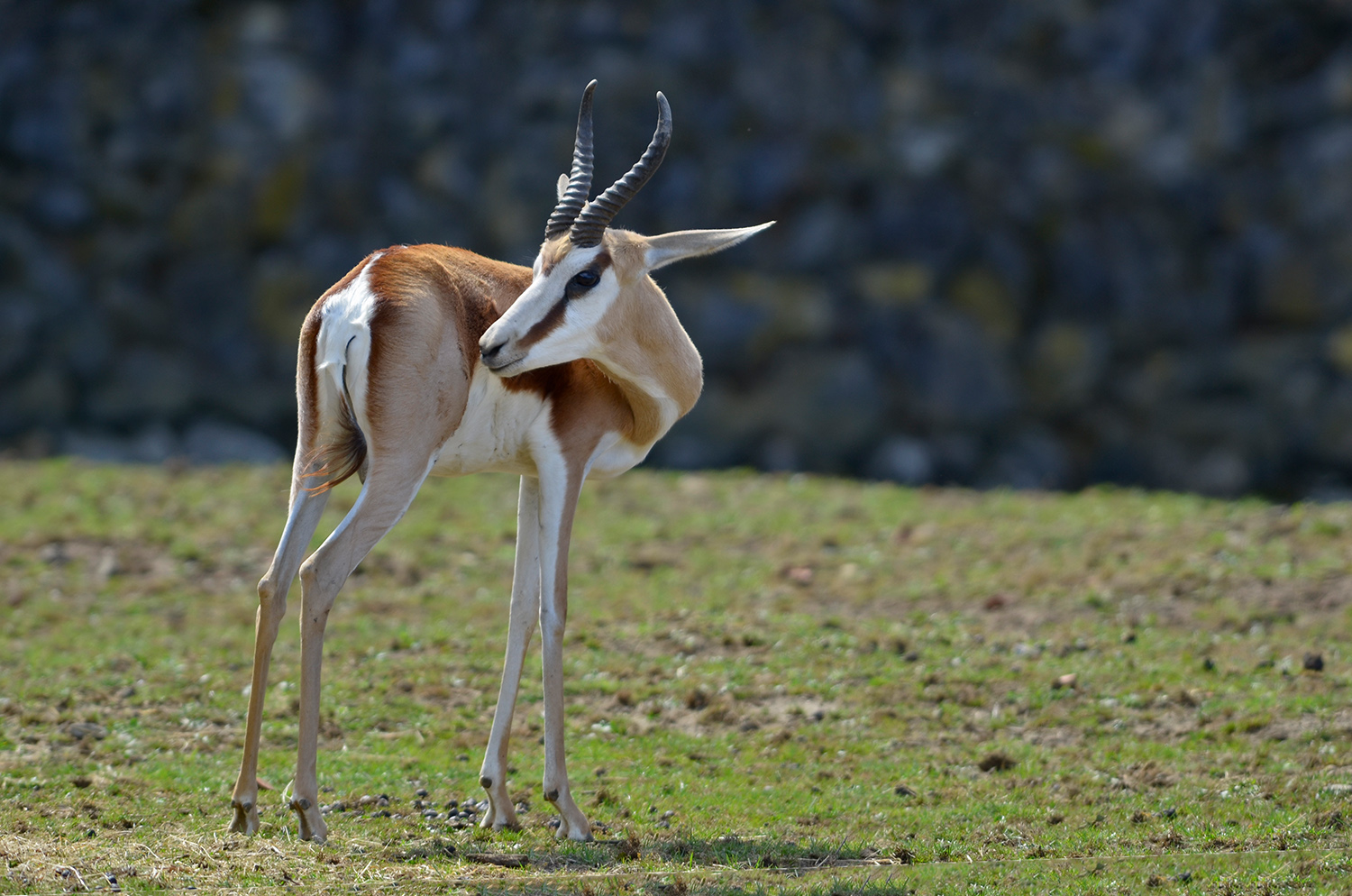 Springbock