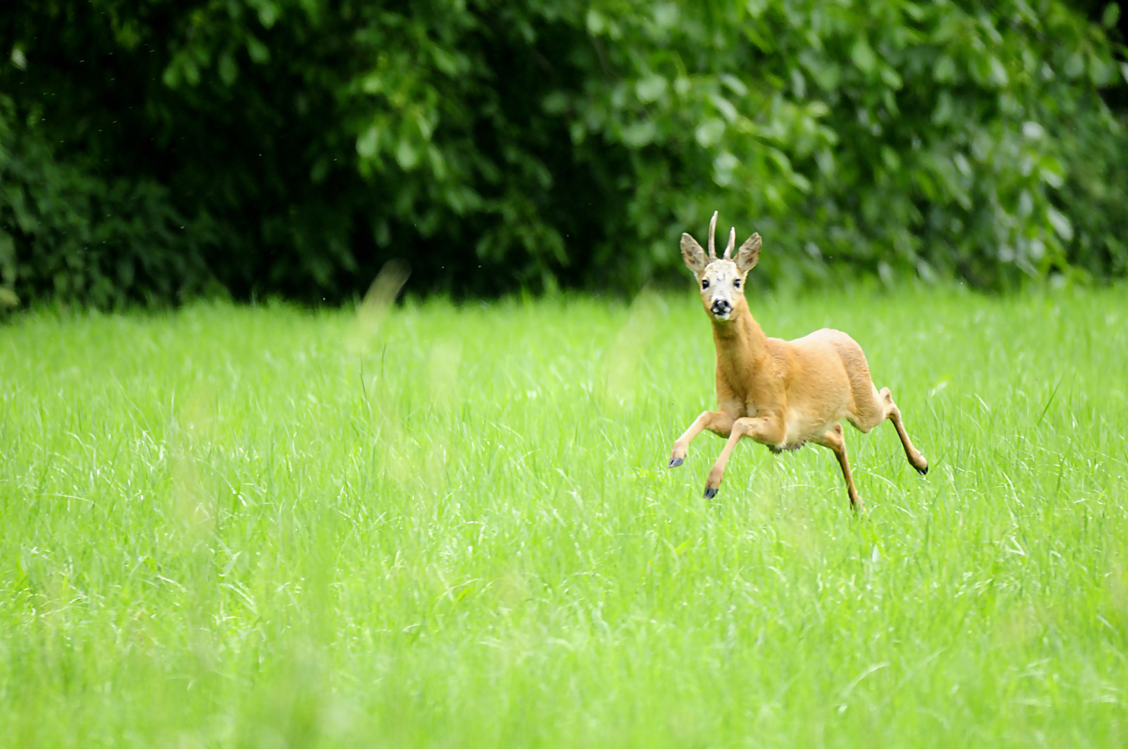 SpringBock