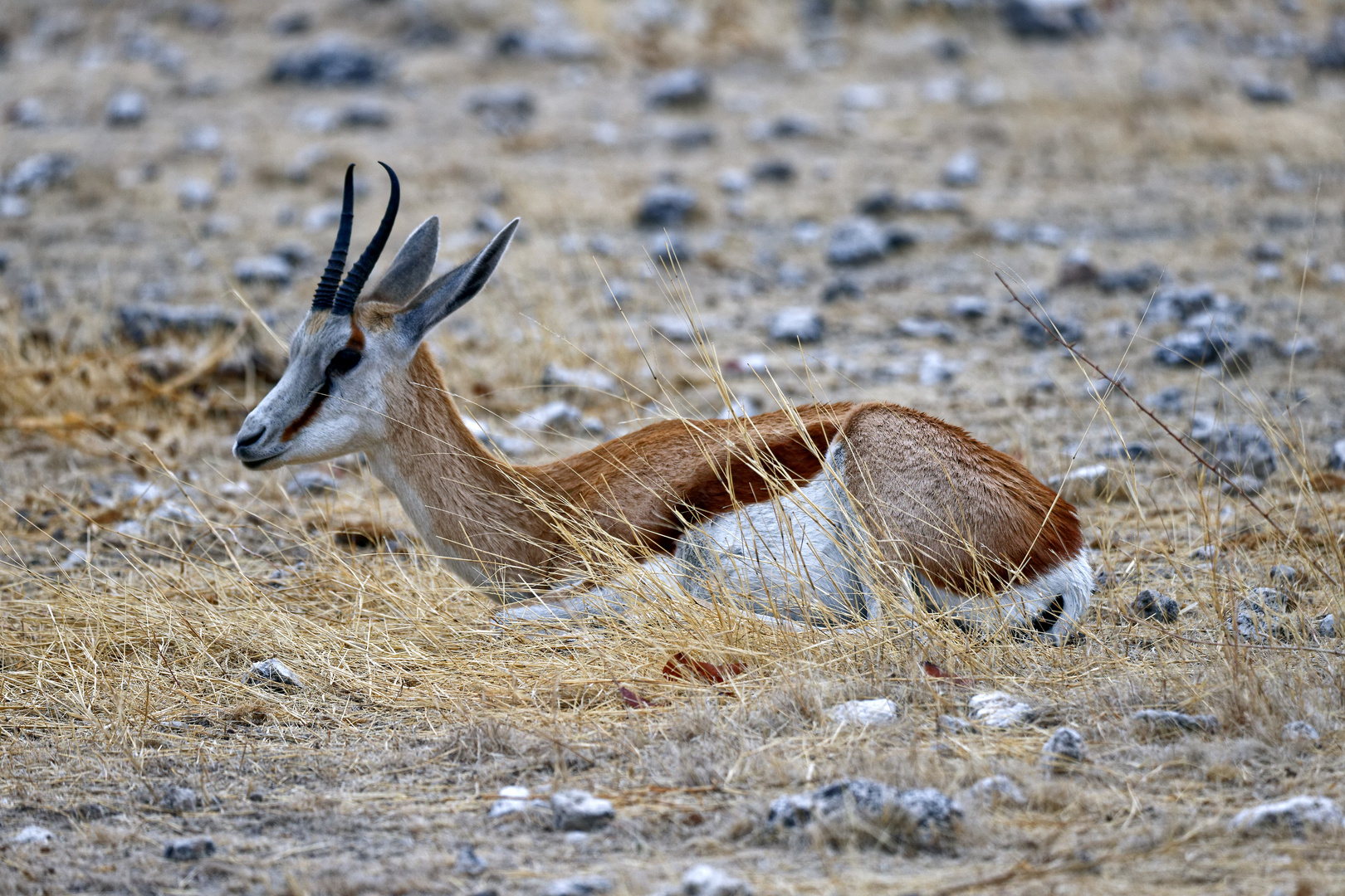 Springbock