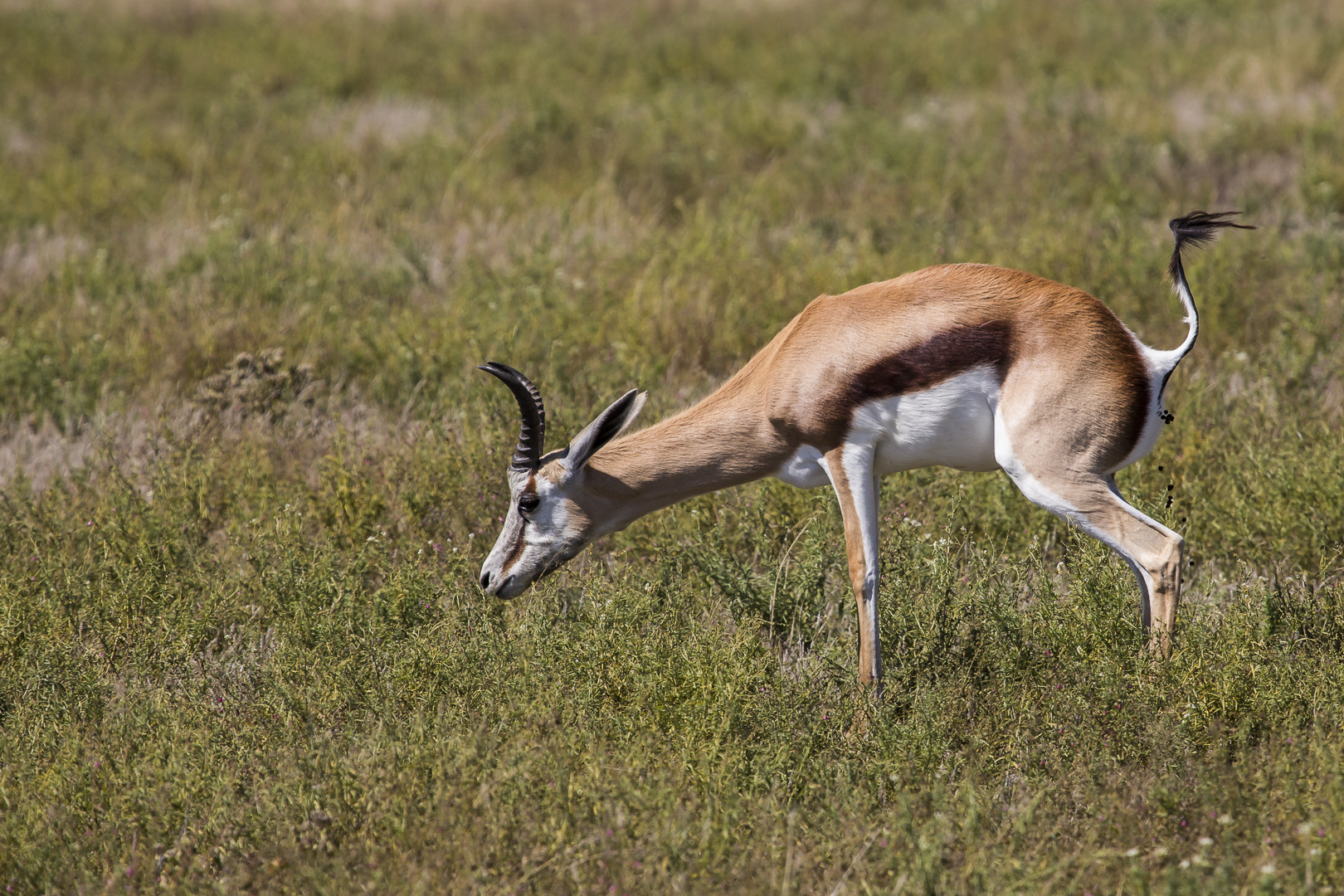 Springbock