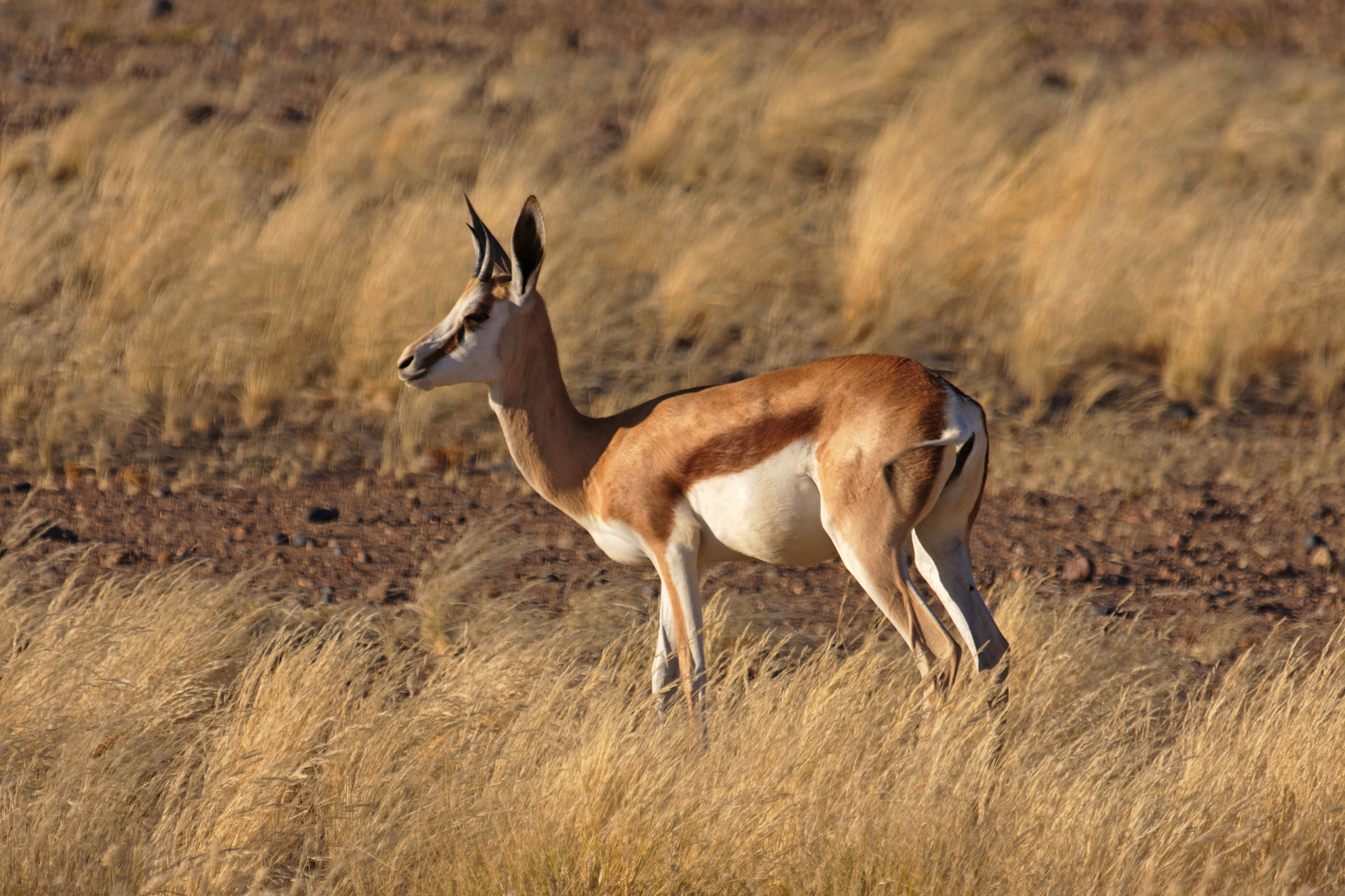 Springbock