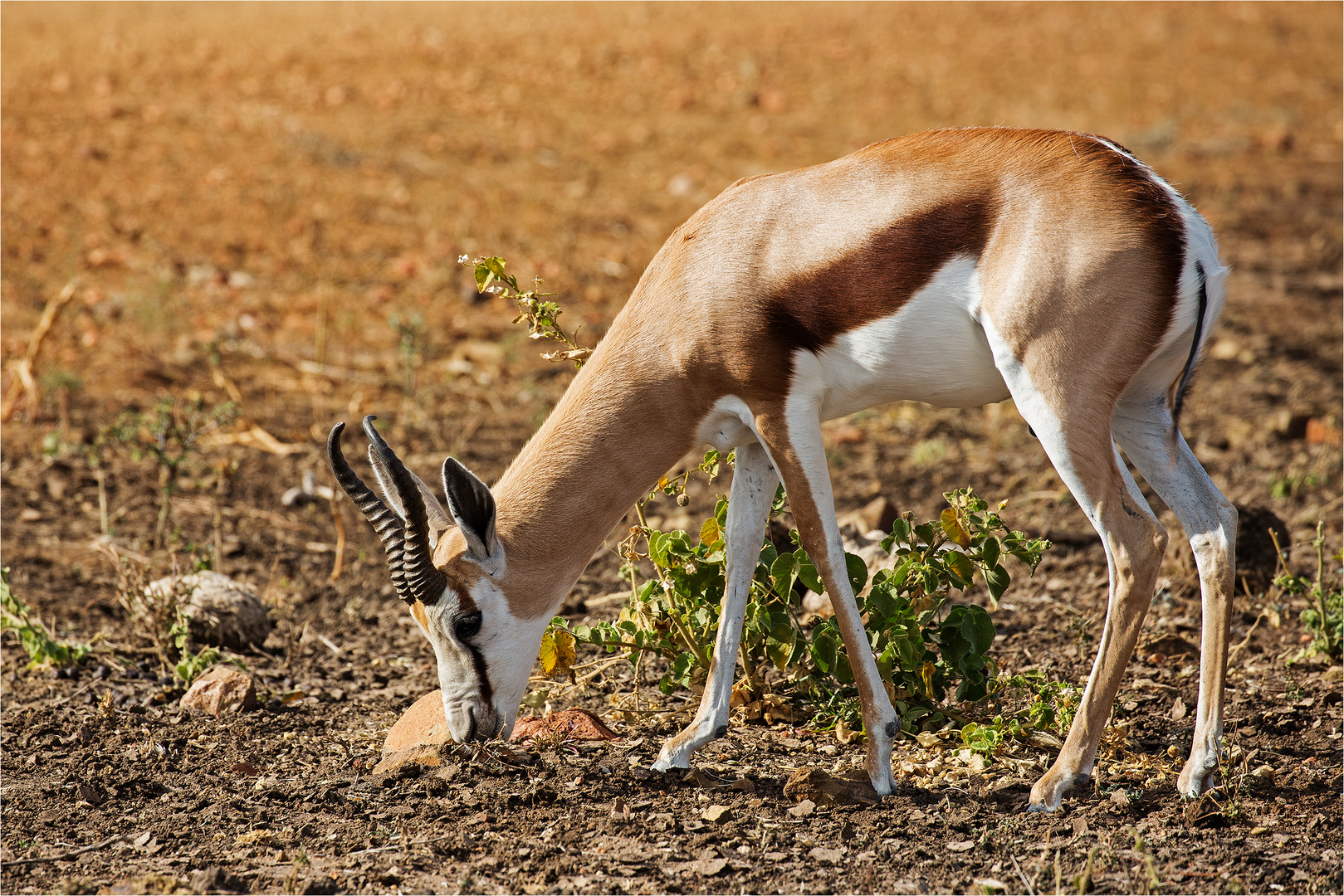 Springbock