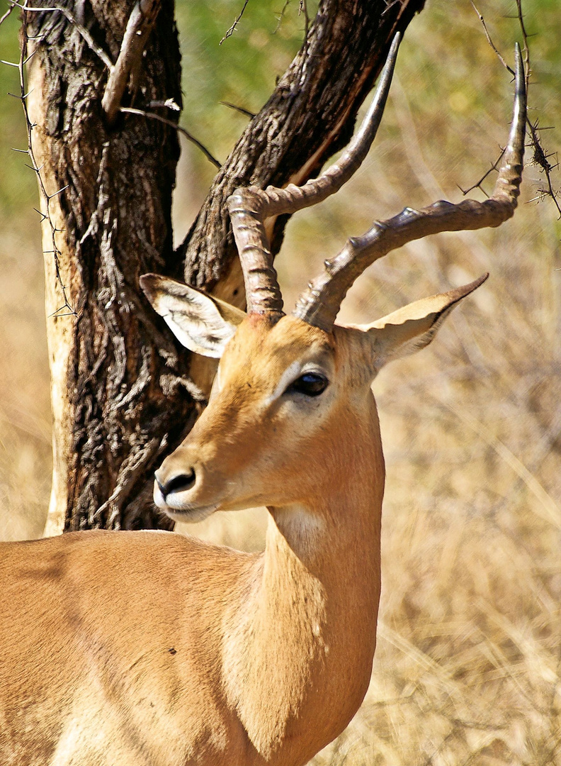 Springbock