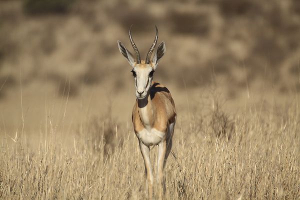 Springbock