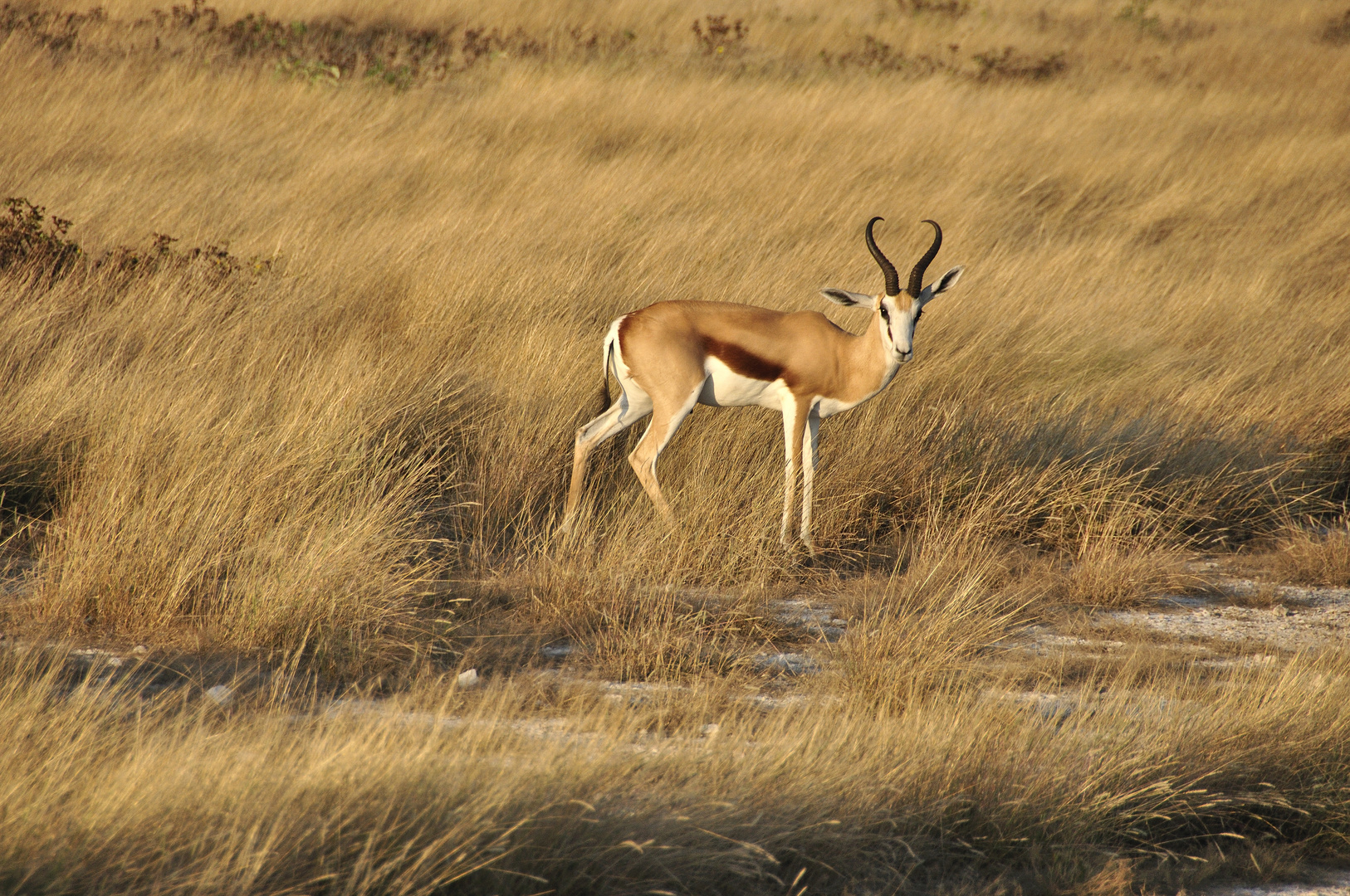 Springbock