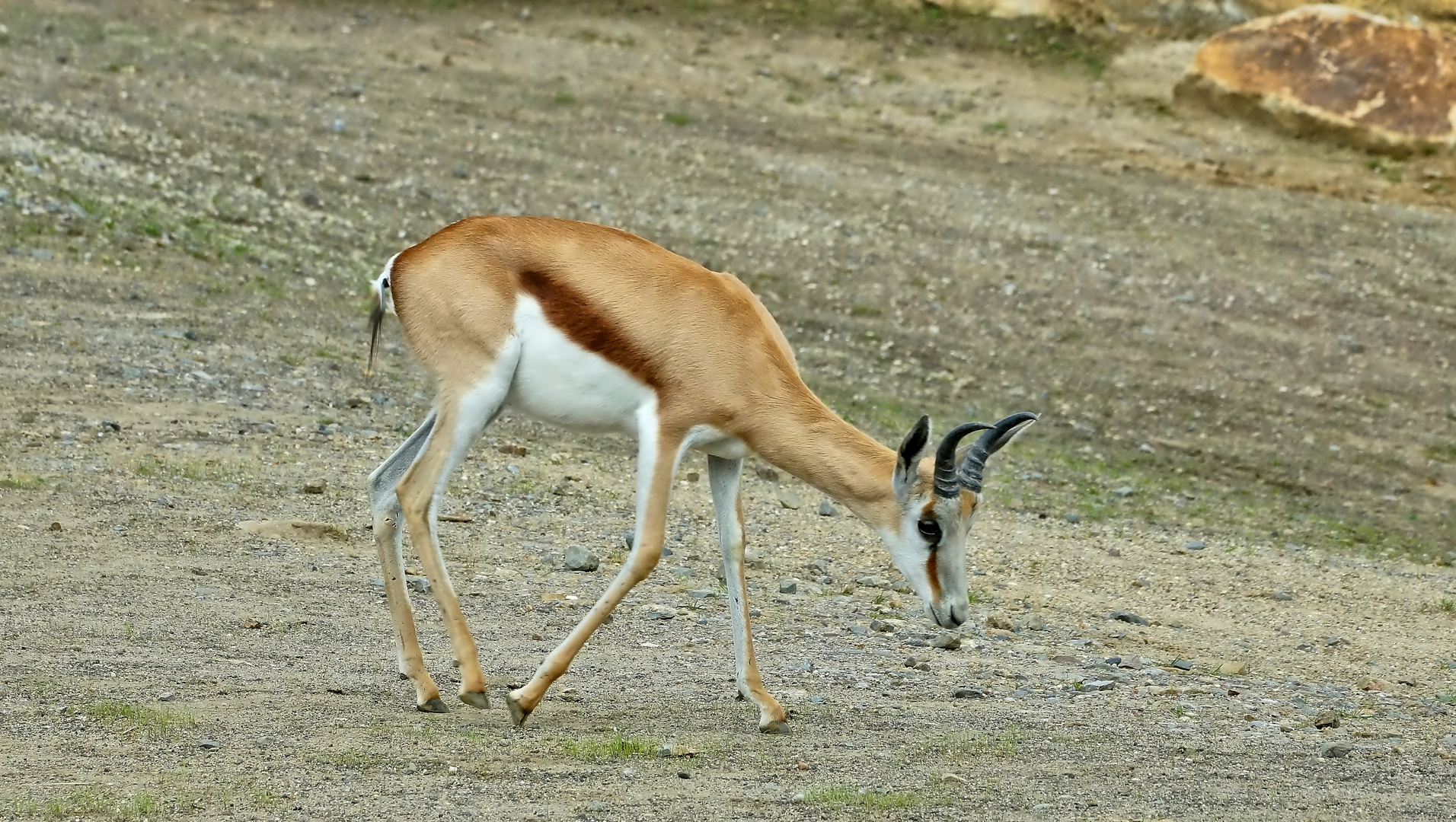 Springbock