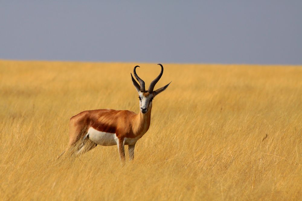 Springbock Bild & Foto von Herby07 aus Kalender 2012