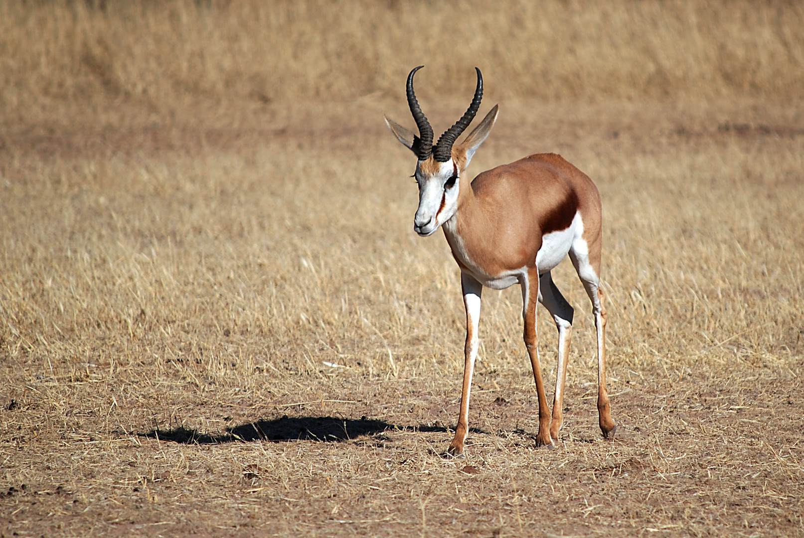 Springbock (Antidorcas marsupialis)