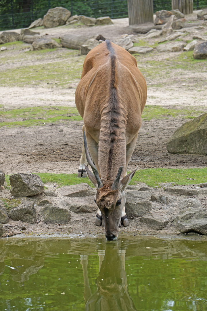 Springbock.