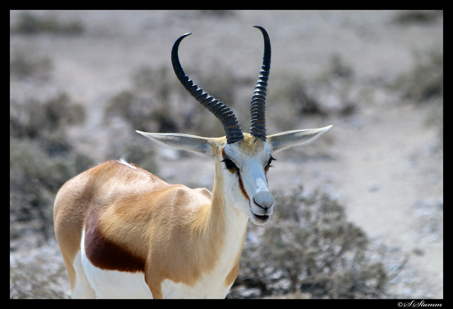 Springbock Close-up