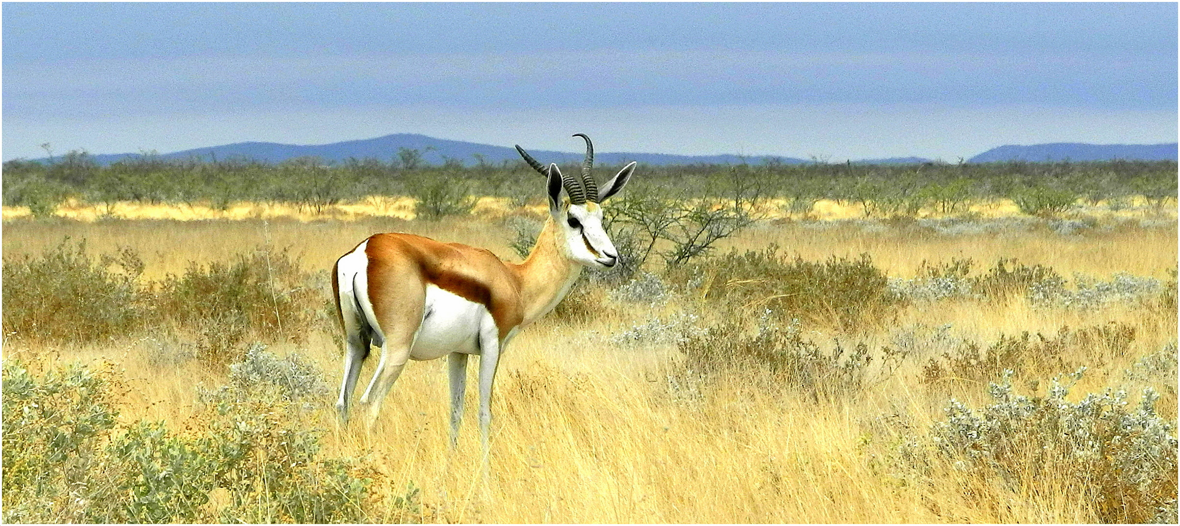 Springbock im Etosha Nationalpark.....