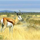 Springbock im Etosha Nationalpark.....