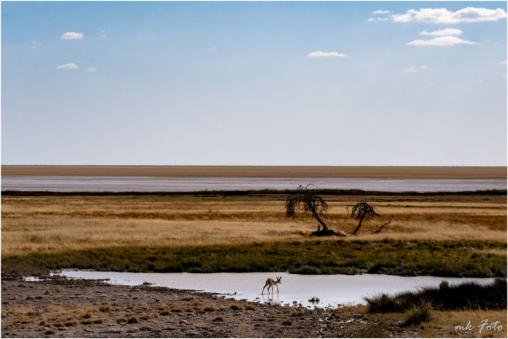 Springbock im Etosha NP