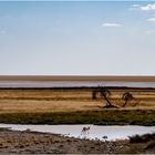 Springbock im Etosha NP