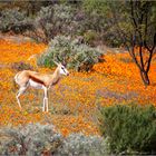 Springbock im Namaqualand