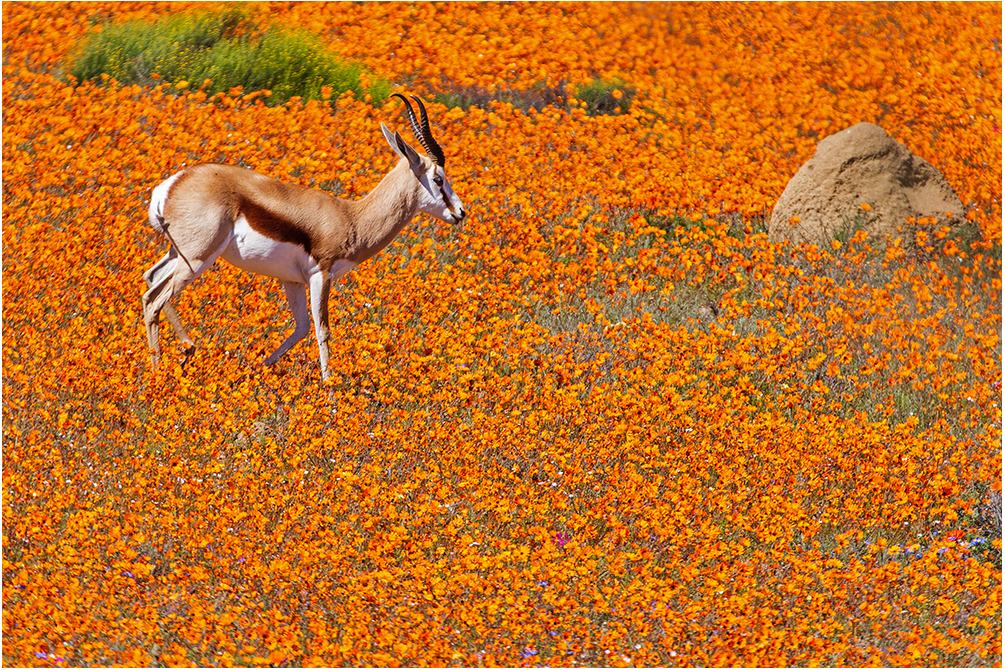 Springbock im Namaqualand