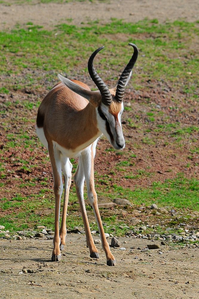 Springbock im Zoo(m) Gelsenkirchen