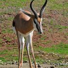 Springbock im Zoo(m) Gelsenkirchen