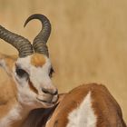 springbock in namibia