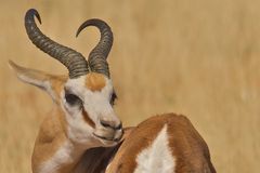 springbock in namibia