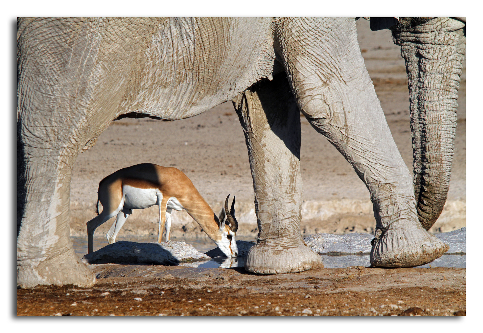 Springbock meets Elephant