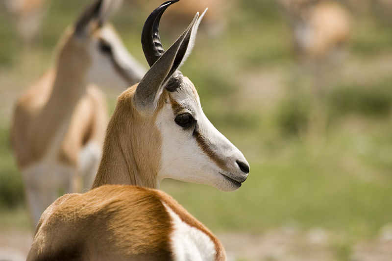 Springbock-Portrait