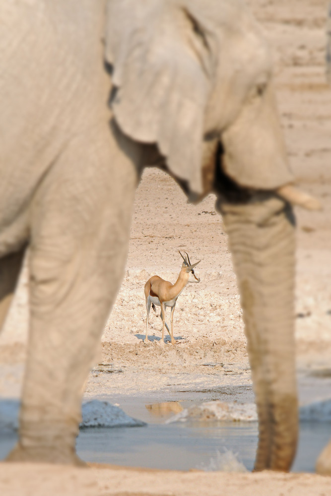 Springbock und Elefant an einer Wasserstelle im Etosha NP Namibia