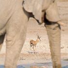 Springbock und Elefant an einer Wasserstelle im Etosha NP Namibia