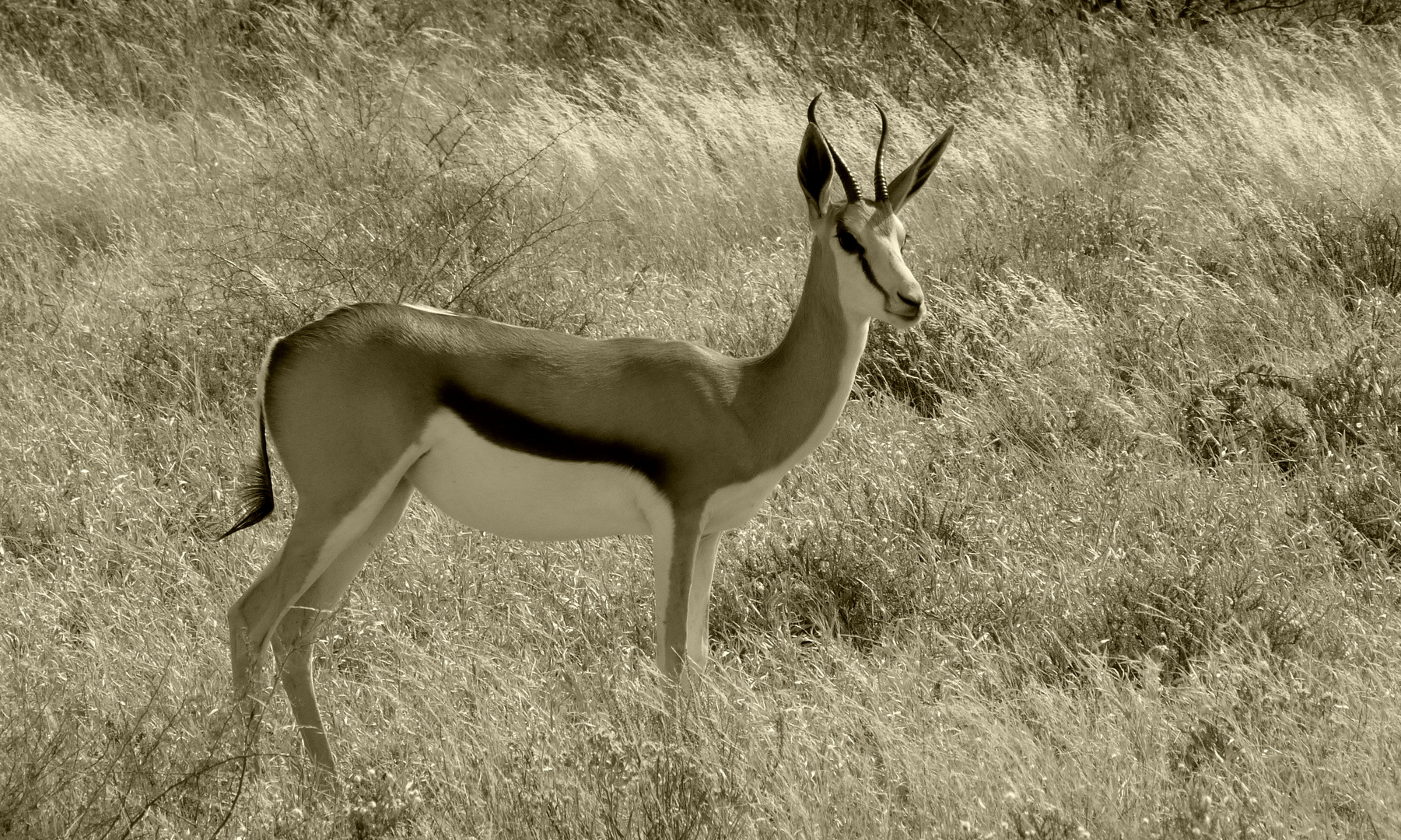 Springbock-weibchen am Morgen