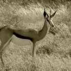 Springbock-weibchen am Morgen