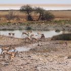 Springbockherde in Etosha