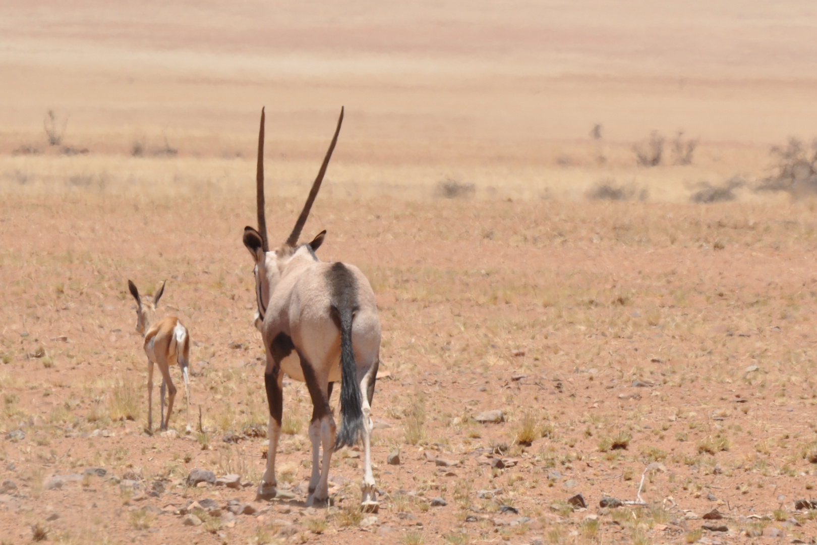 Springböckchen und Oryx - so, jetzt gehen wir