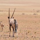 Springböckchen und Oryx - so, jetzt gehen wir