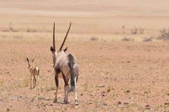 Springböckchen und Oryx - so, jetzt gehen wir