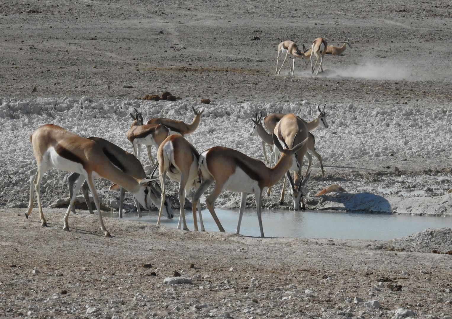 Springböcke an einem kleinen Wasserloch in der Etosha