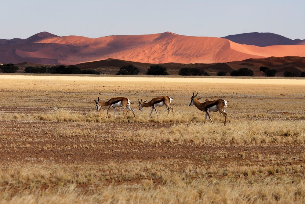 Springböcke bei Sossusvlei by farbspektrum 