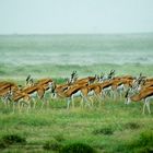 Springböcke Etosha Nationalpark