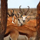 Springböcke im Etosha NP