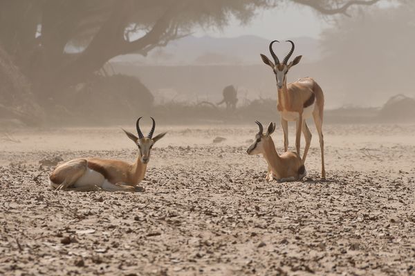 Springböcke im Hoanib