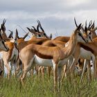 Springböcke in der Kalahari