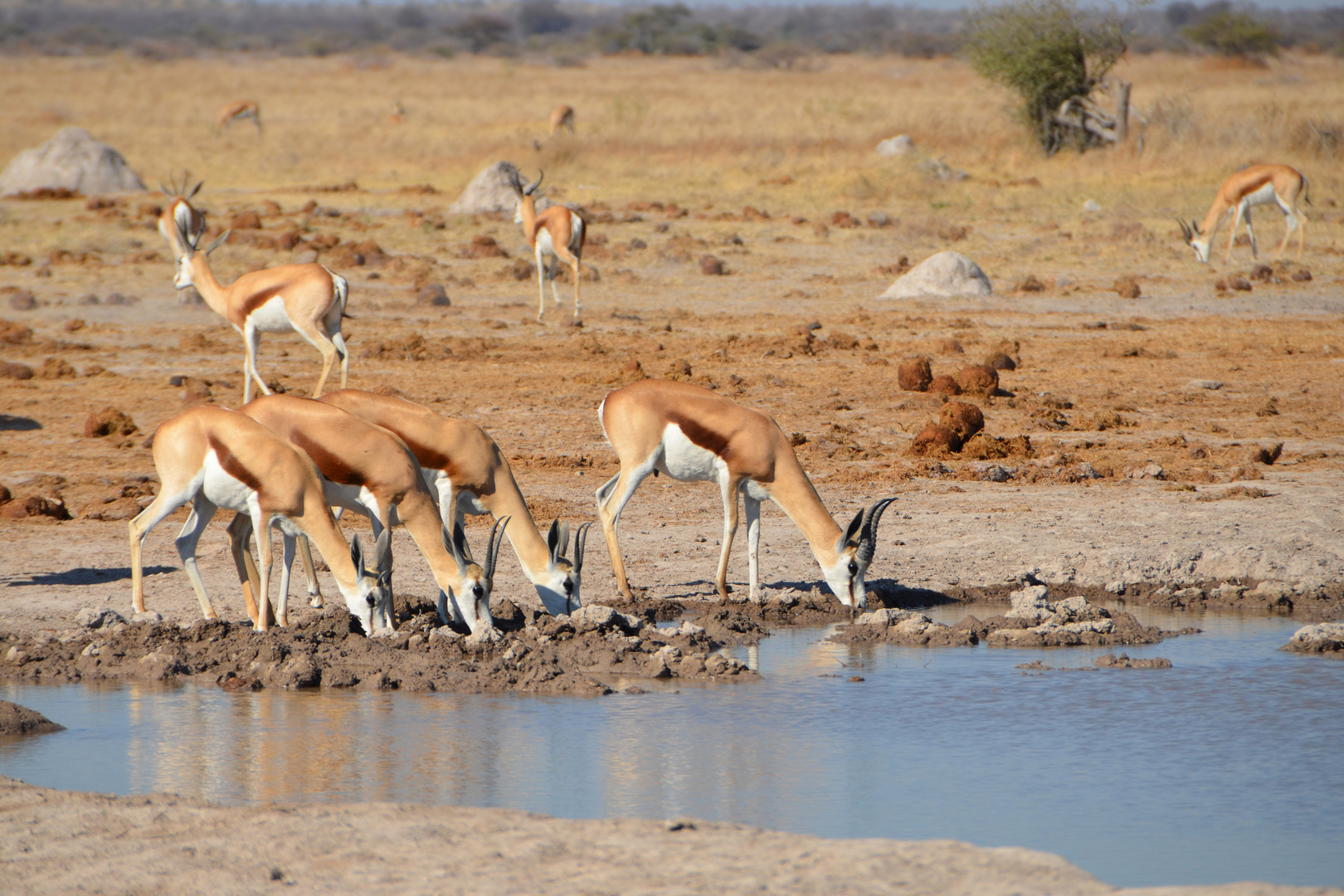 Springböcke in der Kalahari