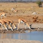 Springböcke in der Kalahari