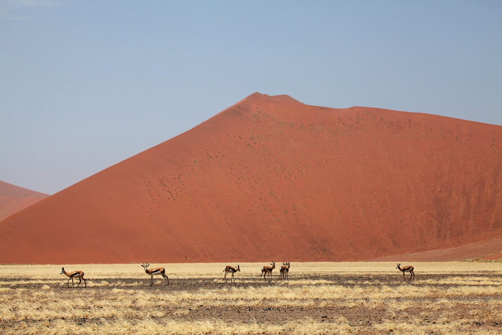 Springböcke in der Namib