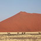 Springböcke in der Namib