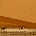 Springböcke in der Namib